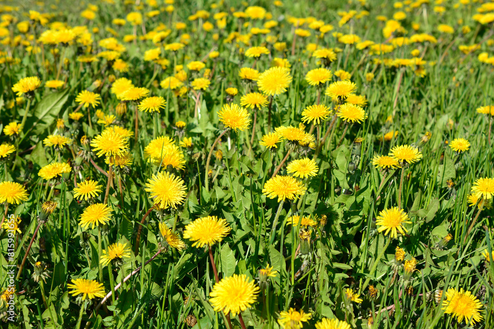 yellow dandelions in the field in sunlight wallpaper 