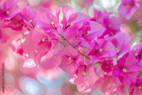 Close-up of bright pink bougainvillea flowers blooming with a dreamy  blurred background