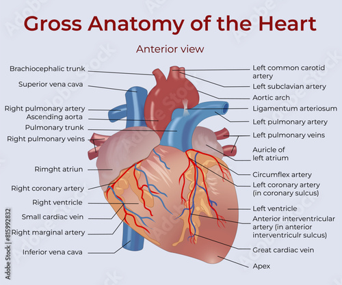 The structure of the human heart. Anatomical illustration. Detailed description of the structure and functions of the heart muscle. Vector drawing. Illustrative material for medical workers and studen