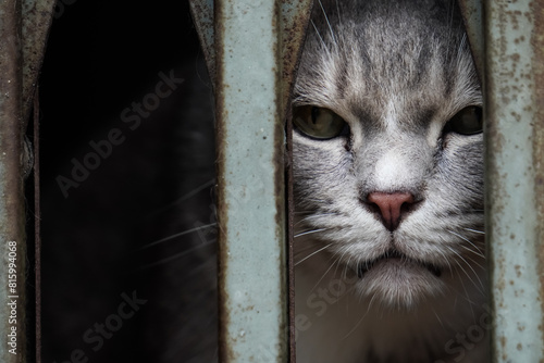 Close up photo of Sharp gaze of a cat's eyes confined within an iron cage, peering out into the world from behind the iron bars. Concept for World Animal Day and Pet Day.