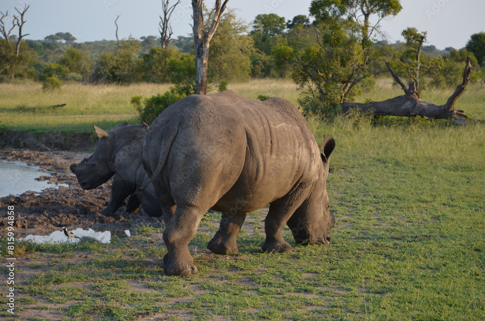 Obraz premium White Rhino at Sabi Sabi game reserve, South Africa