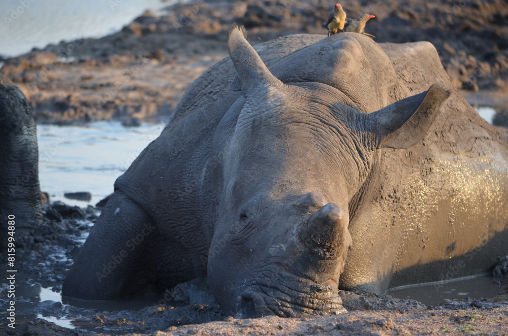 White Rhino at Sabi Sabi game reserve, South Africa White Rhino at Sabi Sabi game reserve, South Africa