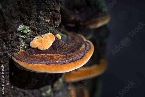 Forest fungi colony growing on dead tree trunks. Group of wood ear mushrooms live on rotten wood in the forest. Concept for biology and biodiversity.
