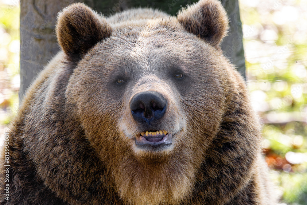 Fototapeta premium Braunbär