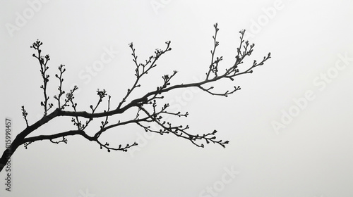 A minimalist almond branch silhouette against a clean white background