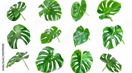Collection of Monstera deliciosa leaves of various shapes and sizes on a white background  depicting natural foliage diversity.