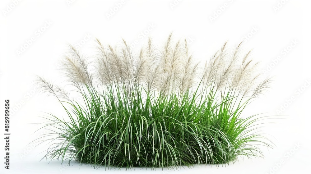 Fototapeta premium majestic miscanthus sinensis grass bush on clean white background 3d render illustration