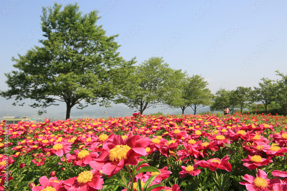 Scenery of Peony Flower in Cheongdo-eupseong, Cheongdo-gun, Gyeongsangbuk-do, Korea Scenery of Peony Flower in Cheongdo-eupseong, Cheongdo-gun, Gyeongsangbuk-do, Korea