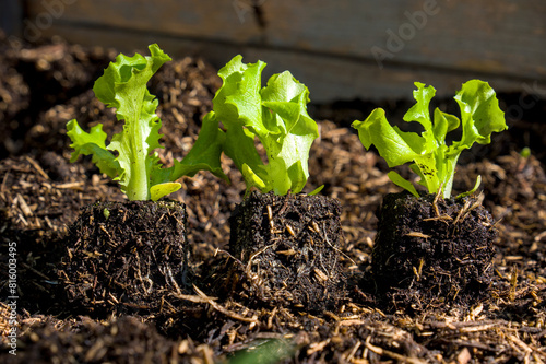 Salat-Anpflanzung in einem kleinen Hochbeet
