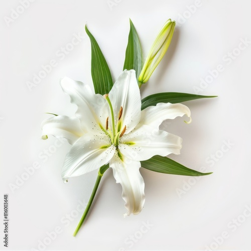 a white flower with green leaves on a white surface