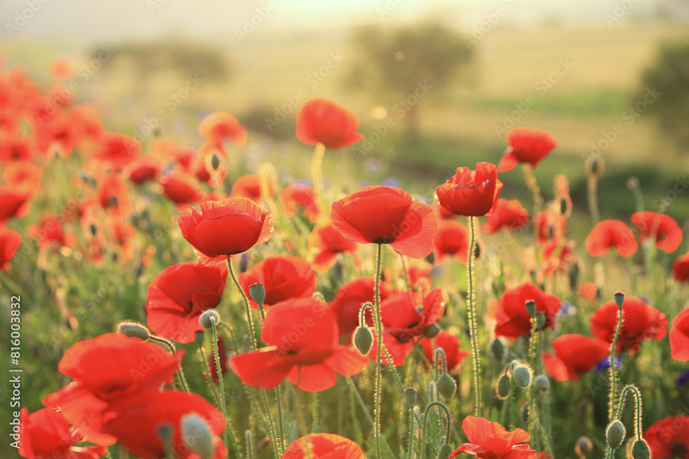 Fototapeta premium A view full of red poppies along the banks of the riverside. Sunset view of Akyang banks in Haman-gun, South Gyeongsang Province, South korea.