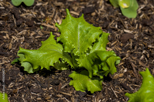 Salat-Anpflanzung in einem kleinen Hochbeet