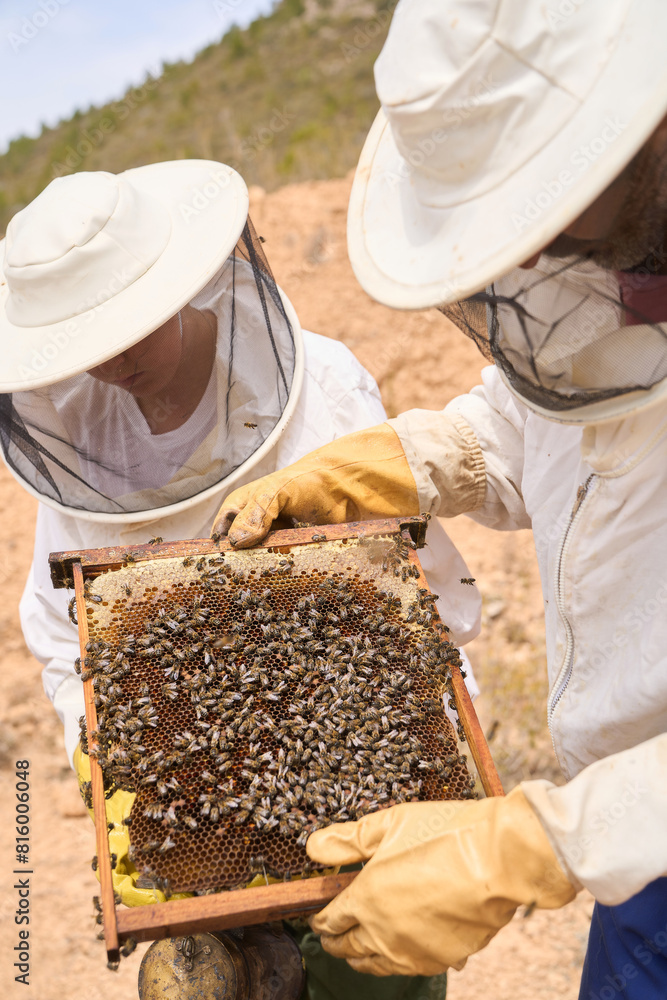 Two beekeepers are working together to extract honey from a hive Two beekeepers are working together to extract honey from a hive