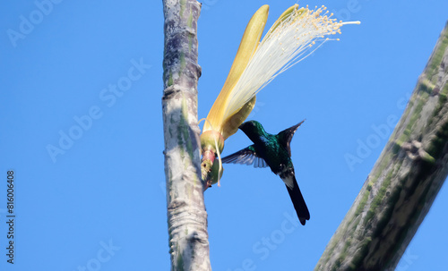 Blue-headed hummingbird, Blaukopfkolibri or Zweifarbenkolibri (Riccordia bicolor; Cyanophaia bicolor) in Cuba, America