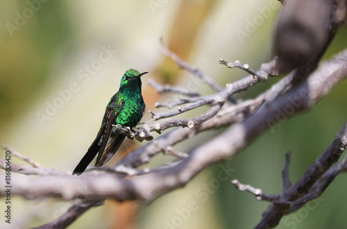 Cuban Emerald or Esmeralda Cubana - A Hummingbird in Cuba (Riccordia ricordii)