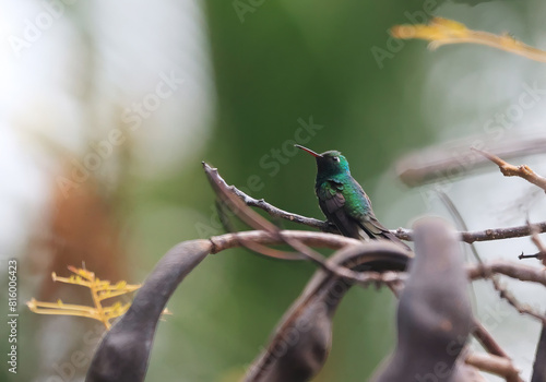 Cuban Emerald or Esmeralda Cubana - A Hummingbird in Cuba (Riccordia ricordii) photo