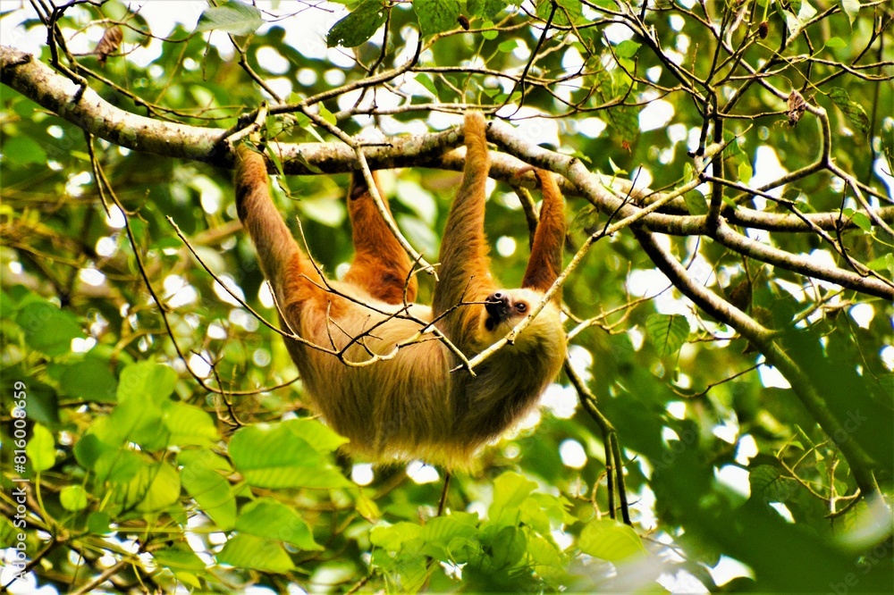 Fototapeta premium Hoffmann's two-toed sloth (Choloepus hoffmanni) hanging in the trees of the tropical forest (Costa Rica)