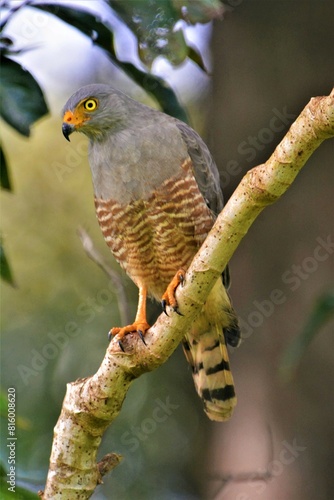 Roadside hawk (Rupornis magnirostris) - a relatively small bird of prey observed in Corcovado National Park on the Osa Peninsula, Osa Conservation Area (Osa Canton, southwestern region of Costa Rica) photo