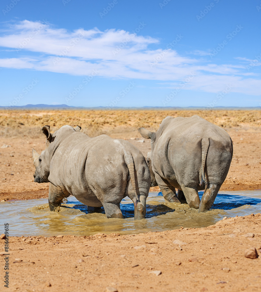 Rhino, walking and water in natural safari in African national park, wildlife and waterhole in nature for hydration. White rhinoceros, herbivore animal and endangered species with habitat loss. Rhino, walking and water in natural safari in African national park, wildlife and waterhole in nature for hydration. White rhinoceros, herbivore animal and endangered species with habitat loss.