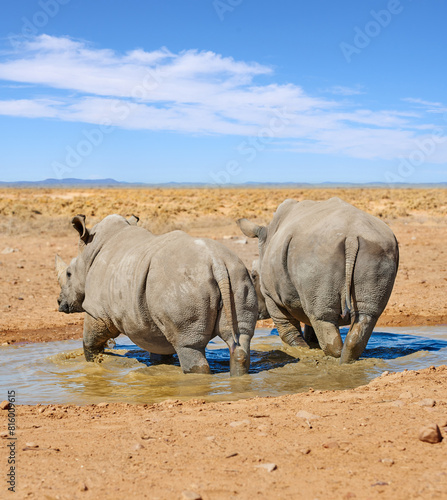 Rhino  walking and water in natural safari in African national park  wildlife and waterhole in nature for hydration. White rhinoceros  herbivore animal and endangered species with habitat loss.