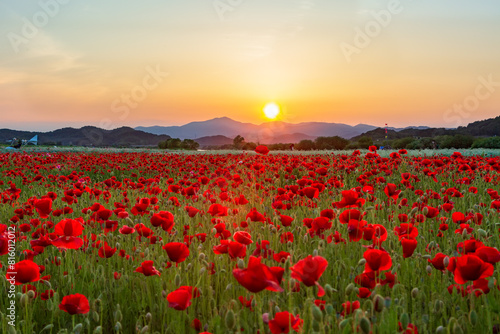 A view full of red poppies in a riverside field. Sunset view of Akyang bank in Haman-gun  South Gyeongsang Province  South Korea.