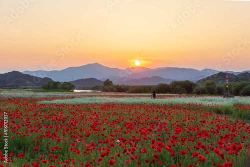 A view full of red poppies in a riverside field. Sunset view of Akyang bank in Haman-gun  South Gyeongsang Province  South Korea.