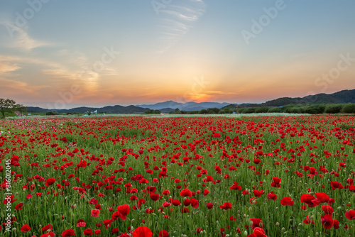 A view full of red poppies in a riverside field. Sunset view of Akyang bank in Haman-gun, South Gyeongsang Province, South Korea.