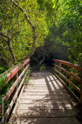 a little red wooden bridge in the forest of the point Reyes national seashore area  california