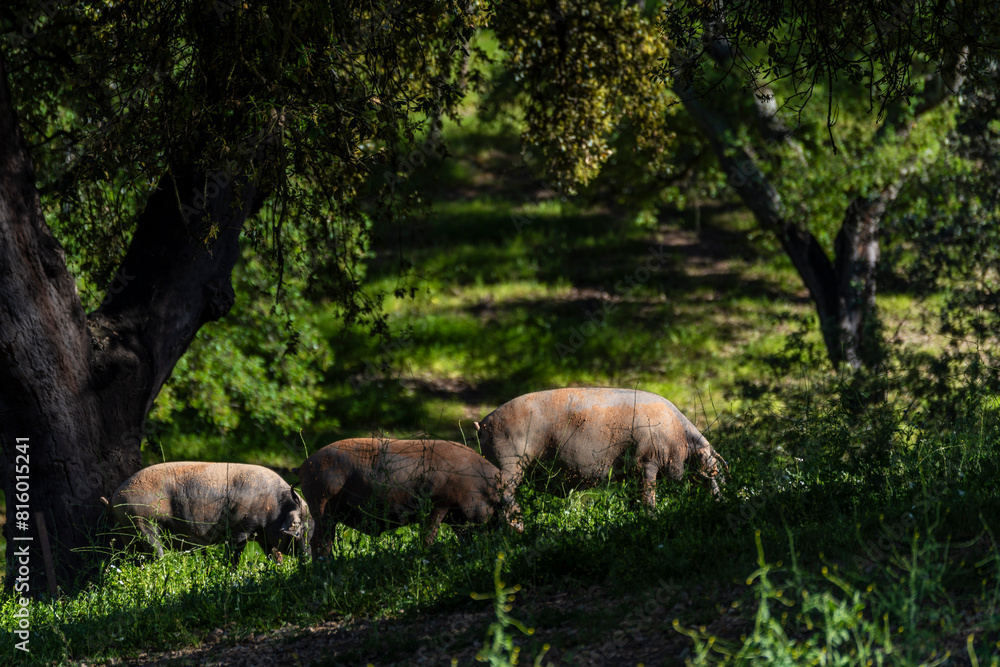 Herd of Iberian pigs, Sus scrofa domestica, Sierra Morena, Sierra Norte de Sevilla, province of Seville, Andalusia Herd of Iberian pigs, Sus scrofa domestica, Sierra Morena, Sierra Norte de Sevilla, province of Seville, Andalusia