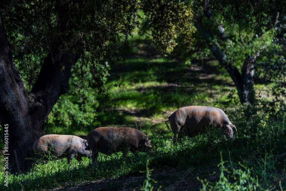 Herd of Iberian pigs, Sus scrofa domestica, Sierra Morena, Sierra Norte de Sevilla, province of Seville, Andalusia Herd of Iberian pigs, Sus scrofa domestica, Sierra Morena, Sierra Norte de Sevilla, province of Seville, Andalusia