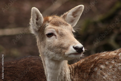 Fototapeta Naklejka Na Ścianę i Meble -  Fallow deer, europe, Amsterdam, Wildlife, 