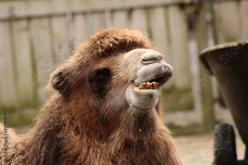 Fototapeta samoprzylepna Bactrian Camel, Asia, Mongolia, Zittau Zoo