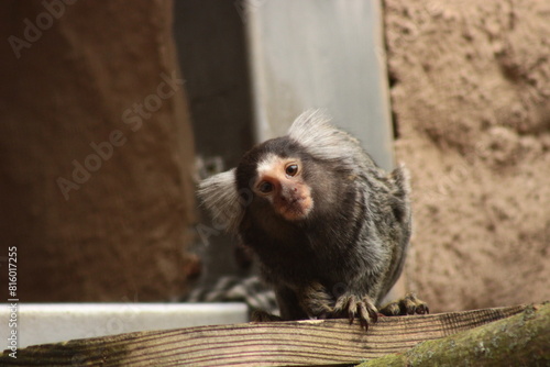 Common marmoset, Zittau Tierpark, Zoo, South America photo