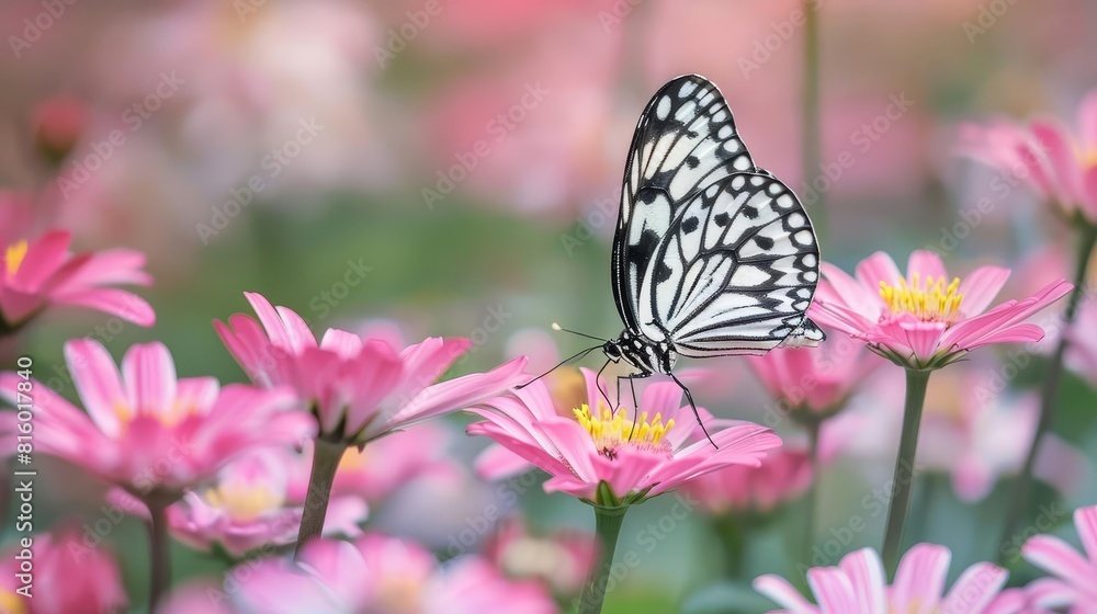 rice paper butterfly pollinating pink daisies nature photography rice paper butterfly pollinating pink daisies nature photography