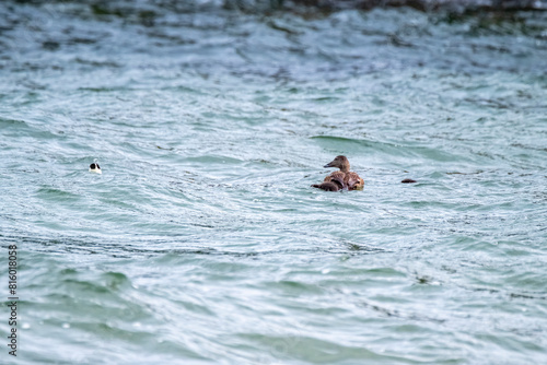 Common Eiders family training their ducklings on the Atlantic Ocean