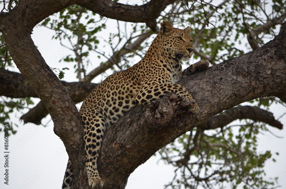Leopard at Sabi Sabi game reserve, South Africa Leopard at Sabi Sabi game reserve, South Africa