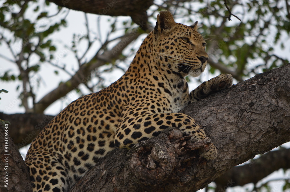Leopard at Sabi Sabi game reserve, South Africa Leopard at Sabi Sabi game reserve, South Africa