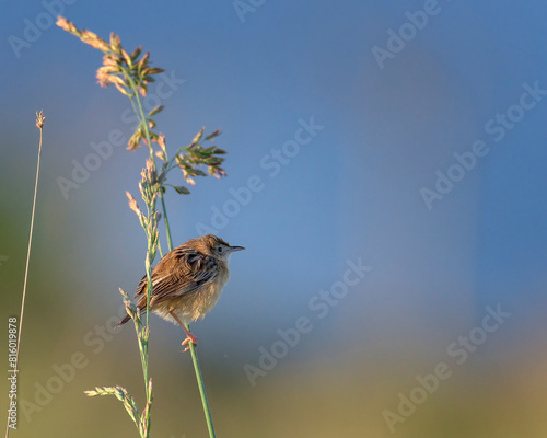 Cisticola buitron.Cisticola juncidis.Zitting Cisticola perched in a grass against a blue out of focus background photo