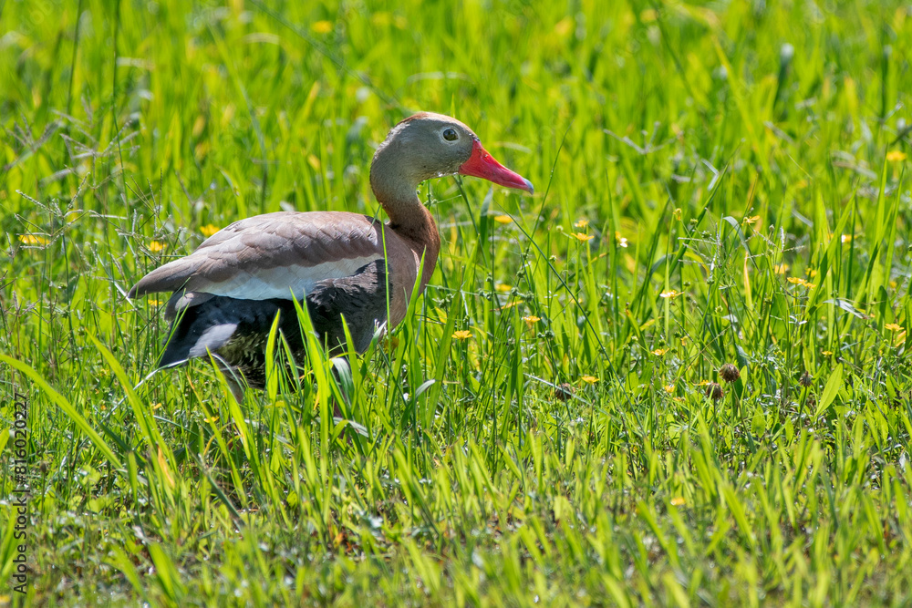 Female Black Bellied Whistling Duck Resting While Foraging for Food Female Black Bellied Whistling Duck Resting While Foraging for Food