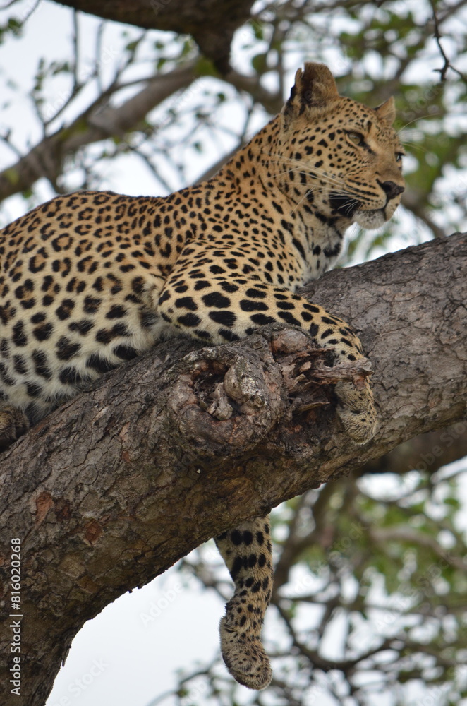 Leopard at Sabi Sabi game reserve, South Africa Leopard at Sabi Sabi game reserve, South Africa