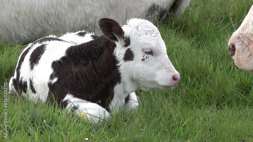 Cow and baby cow resting on a meadow in Ireland Cow and baby cow resting on a meadow in Ireland