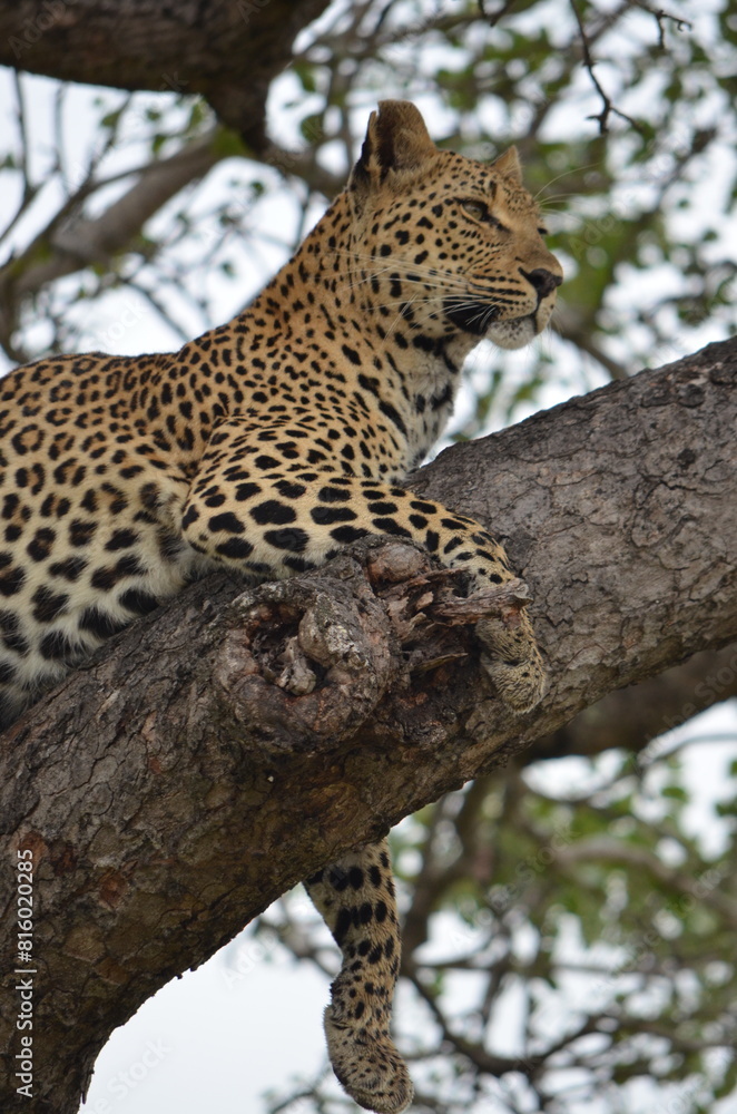 Leopard at Sabi Sabi game reserve, South Africa Leopard at Sabi Sabi game reserve, South Africa