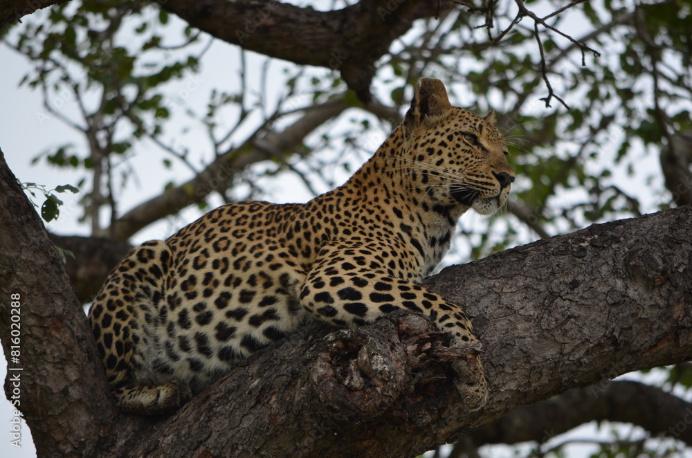 Leopard at Sabi Sabi game reserve, South Africa Leopard at Sabi Sabi game reserve, South Africa
