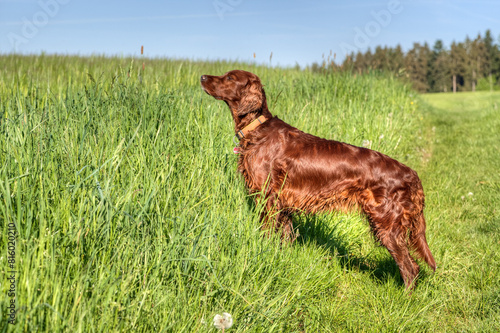 A beautiful, shiny Irish Setter hunting dog stands before a spring meadow and has picked up the scent of game hiding in the tall grass