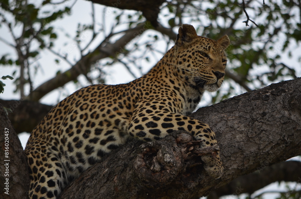 Leopard at Sabi Sabi game reserve, South Africa Leopard at Sabi Sabi game reserve, South Africa