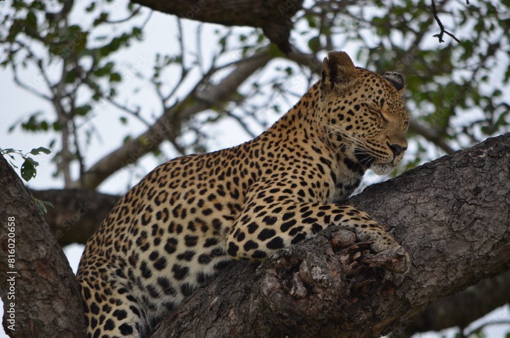 Leopard at Sabi Sabi game reserve, South Africa Leopard at Sabi Sabi game reserve, South Africa