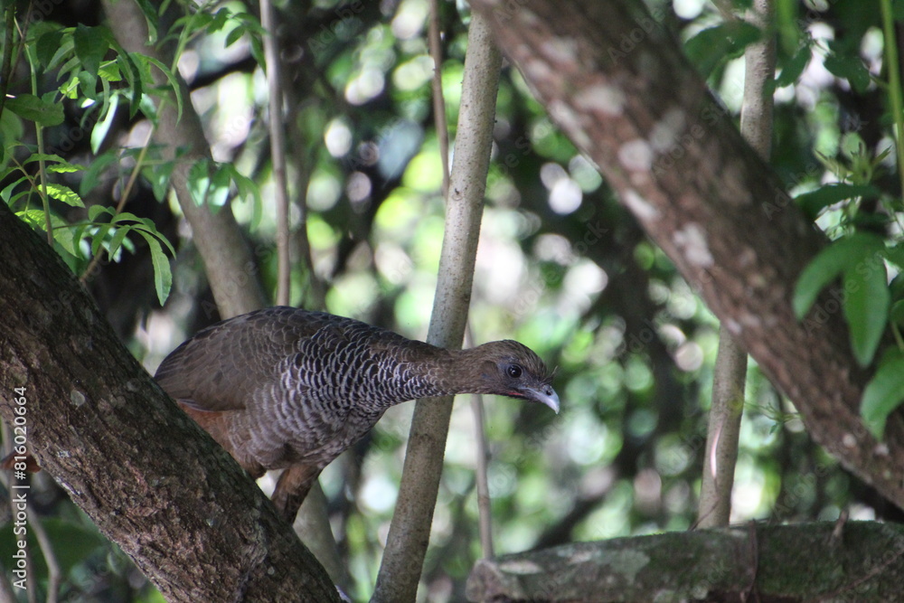Fototapeta premium ave aracuã escamoso - Ortalis squamata