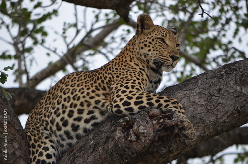 Leopard at Sabi Sabi game reserve, South Africa
