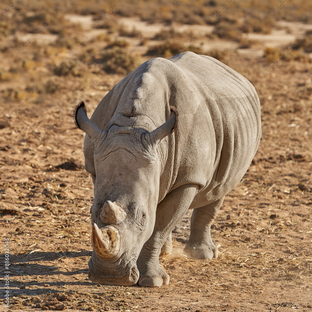 Obraz premium Conservation, endangered and rhino at safari in natural habitat of Africa for ecology or sustainability. Animal, environment and nature with rhinoceros outdoor on ground for indigenous wildlife