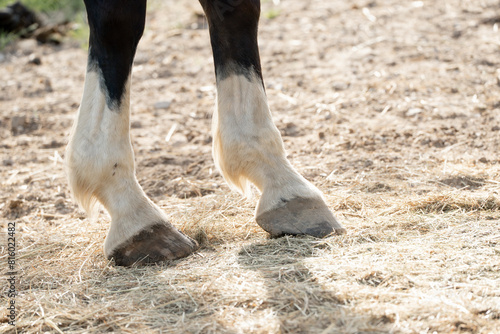 horse legs in paddock paradise feet hoof